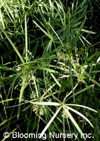 Cyperus testacea